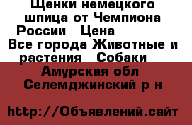 Щенки немецкого шпица от Чемпиона России › Цена ­ 50 000 - Все города Животные и растения » Собаки   . Амурская обл.,Селемджинский р-н